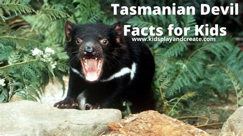 tasmanian devils facts for kids